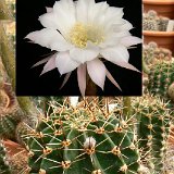 Echinopsis sp JL03-873 fl. ivoires.jpg